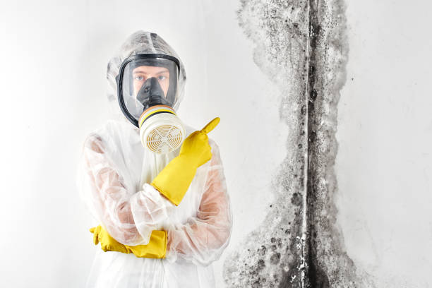 Best Industrial Mold Remediation  in Jasper, GA